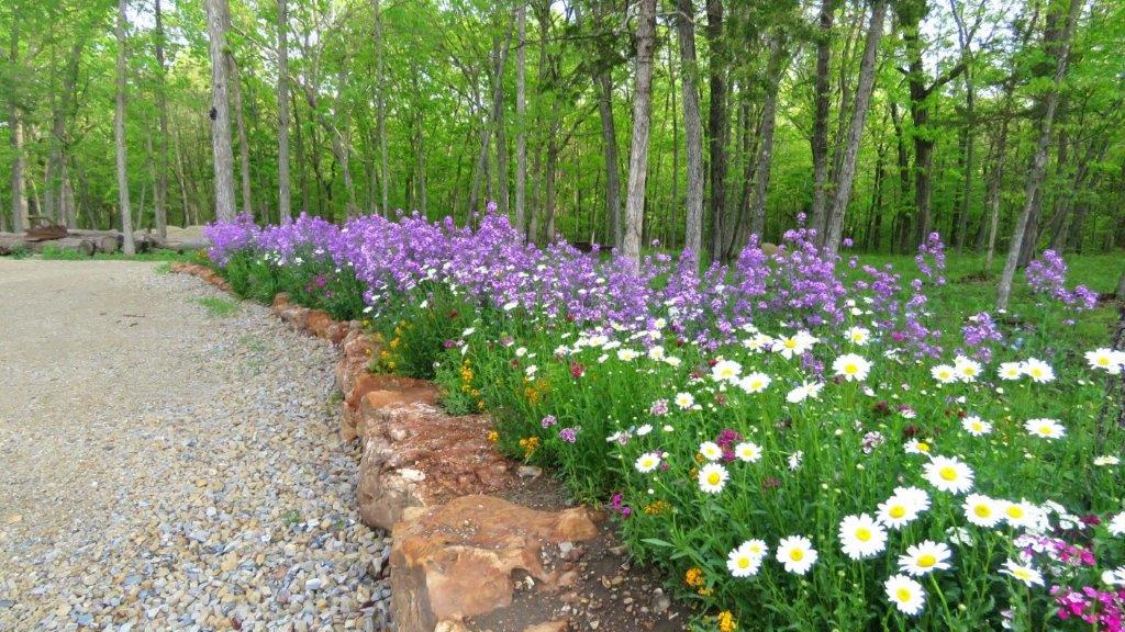 Purple phlox and daisies along the driveway