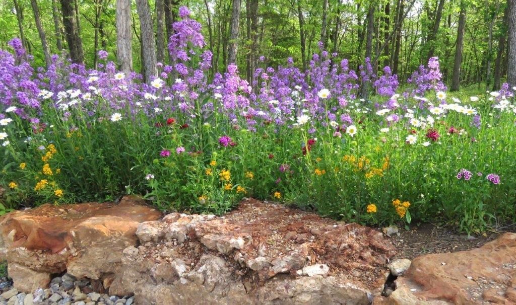 Wildflowers along rock border