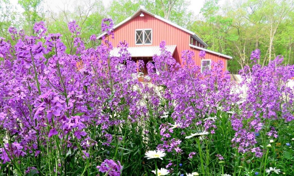 Red barn through purple wildflowers in spring